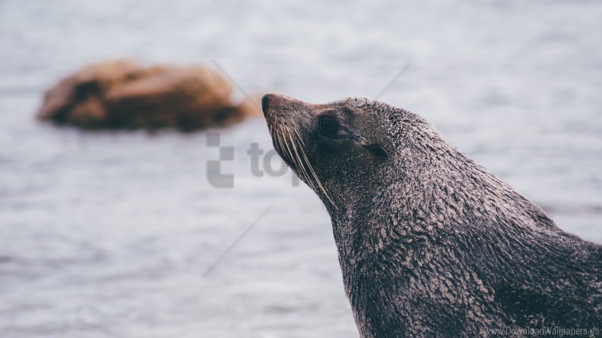 blur face sea lion wallpaper Transparent Background Isolated PNG Figure