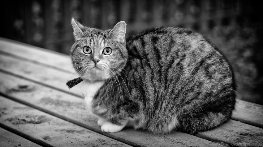 bw cat sitting tabby wallpaper PNG objects