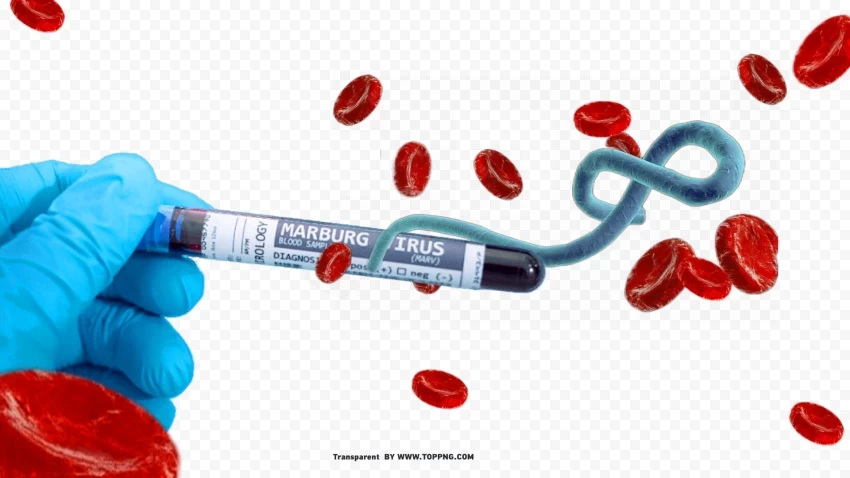 clear clipart of marburgvirus marv in format PNG images with alpha background - Image ID b6cd3649