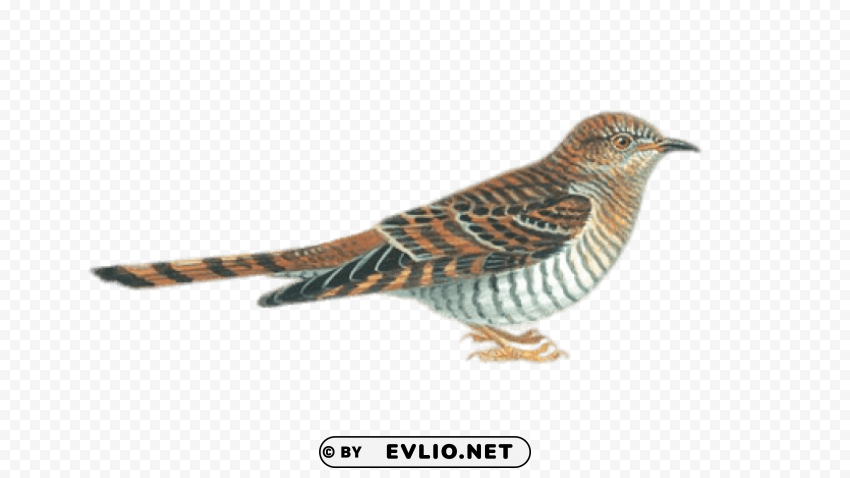 cuckoo drawing PNG Image with Transparent Background Isolation png images background - Image ID 756585f4