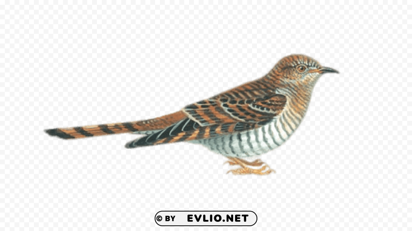 Cuckoo Drawing PNG Image With Transparent Background Isolation