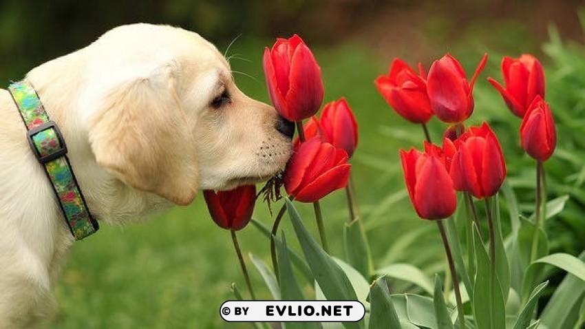 cute labrador with tulips PNG with Isolated Object