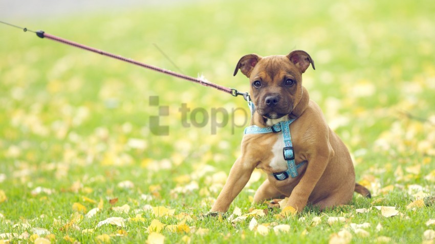 Dog Face Flowers Grass Leash Wallpaper ClearCut Background PNG Isolated Subject