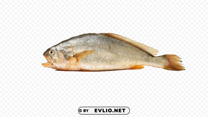 ghol fish free desktop Isolated Artwork in Transparent PNG Format