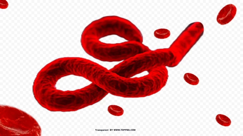 high quality cutout image of marburg virus copy PNG images with alpha channel selection