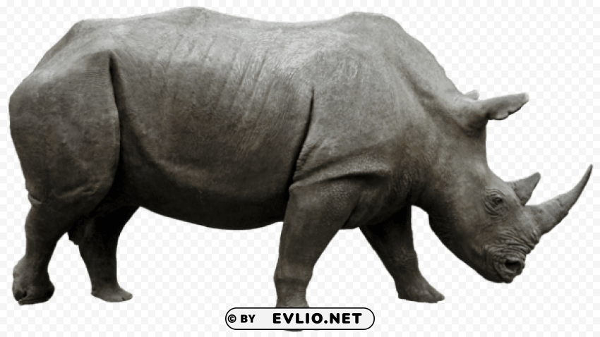 large rhino side view Isolated Object on Clear Background PNG