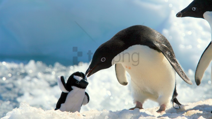 penguin toy snow wallpaper PNG with no cost