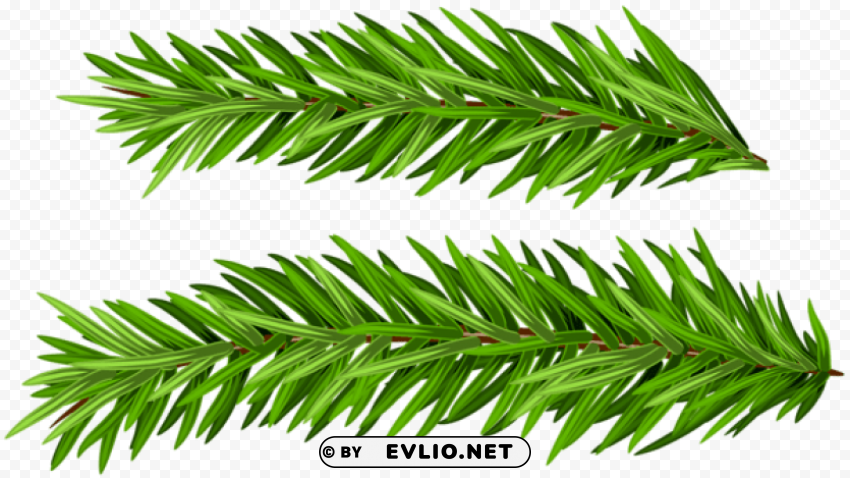 pine branches set Isolated Element on HighQuality PNG