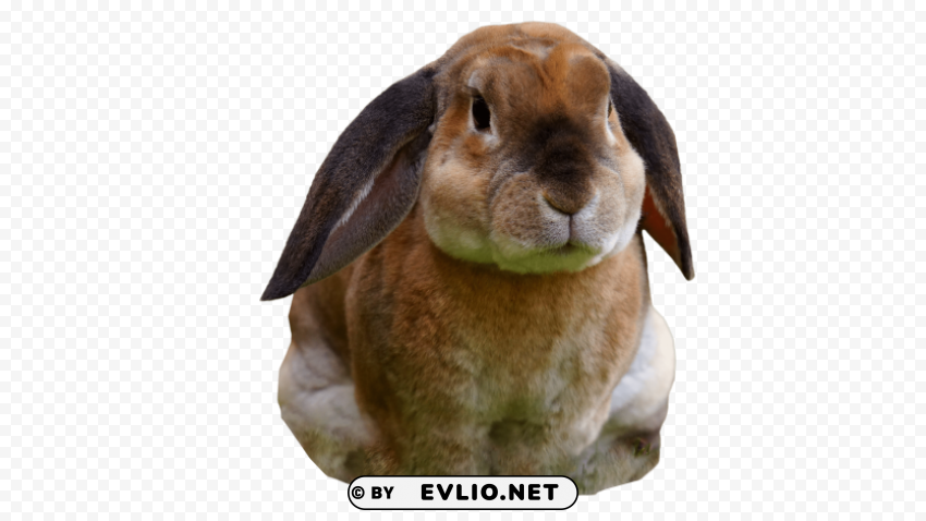 rabbit sitting Isolated Design Element in HighQuality Transparent PNG
