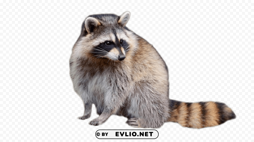raccoon sitting Isolated Design Element in HighQuality PNG