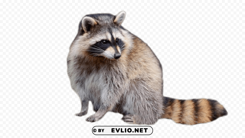 raccoon sitting Isolated Design Element in HighQuality PNG png images background - Image ID c44386a1