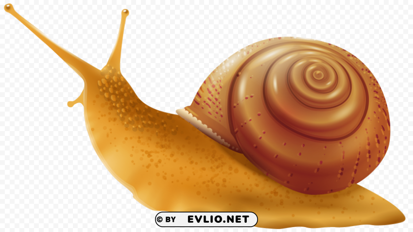snail PNG images with high-quality resolution