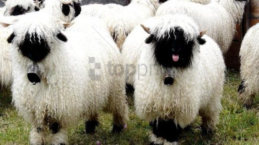 white sheep black sheep Isolated Artwork on HighQuality Transparent PNG
