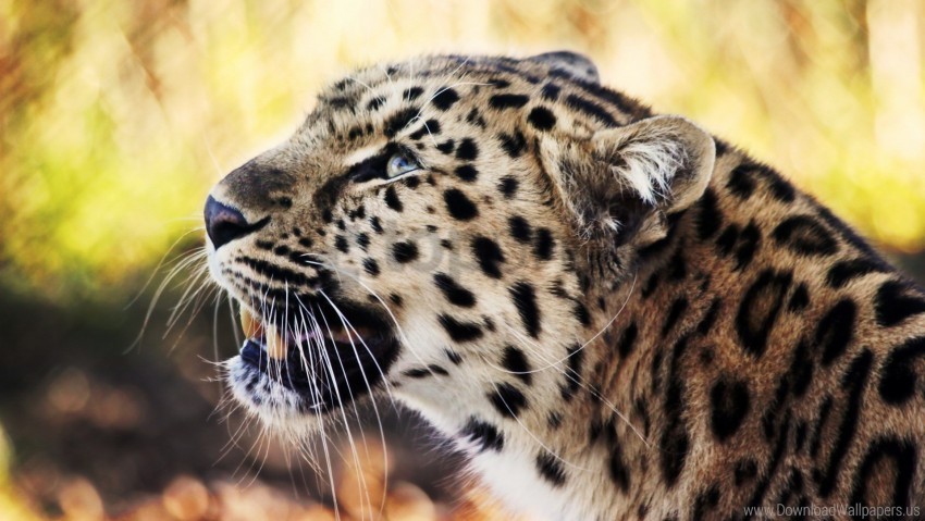 1080p leopard wallpaper Transparent PNG images pack