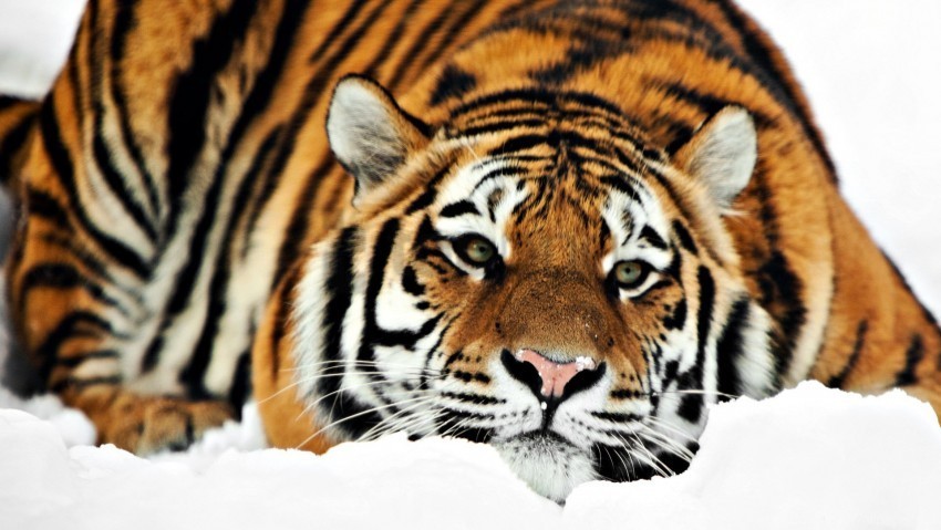 1080p tiger wallpaper Transparent PNG Isolated Object Design