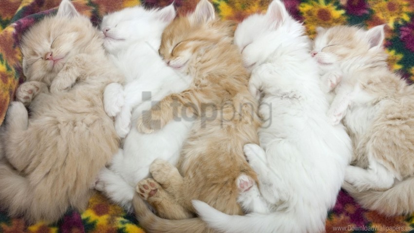 a lot fluffy kittens lie wallpaper Free PNG images with transparent backgrounds