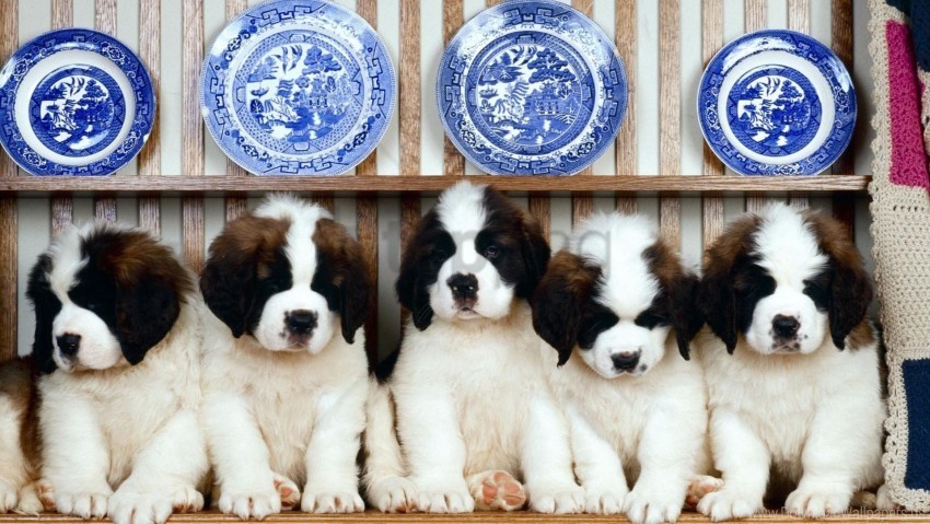a lot of puppies sitting wallpaper PNG Image with Isolated Graphic