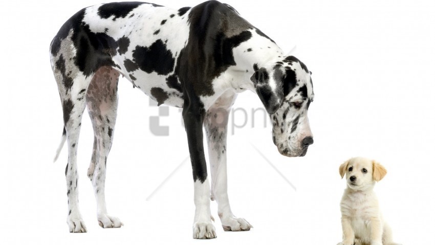 adult dalmatian puppy wallpaper PNG image with no background