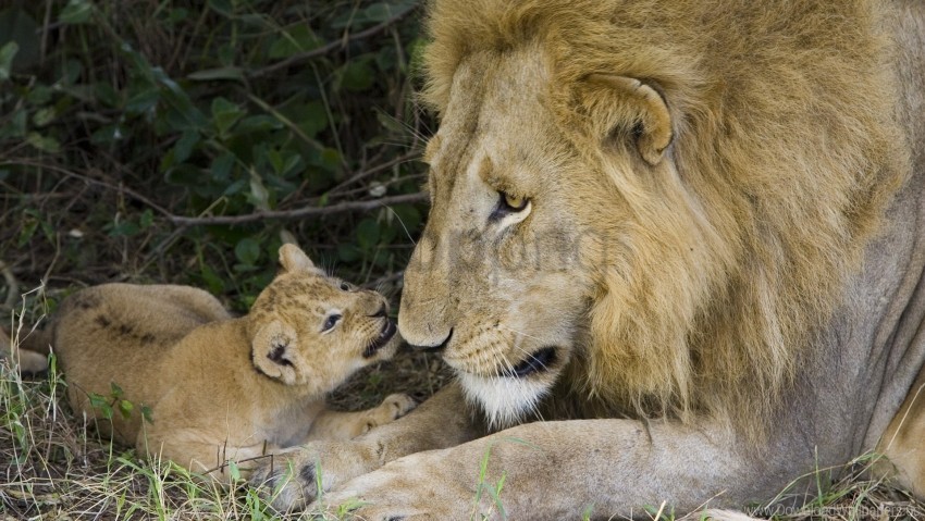affection caring cub family lion wallpaper Clear PNG