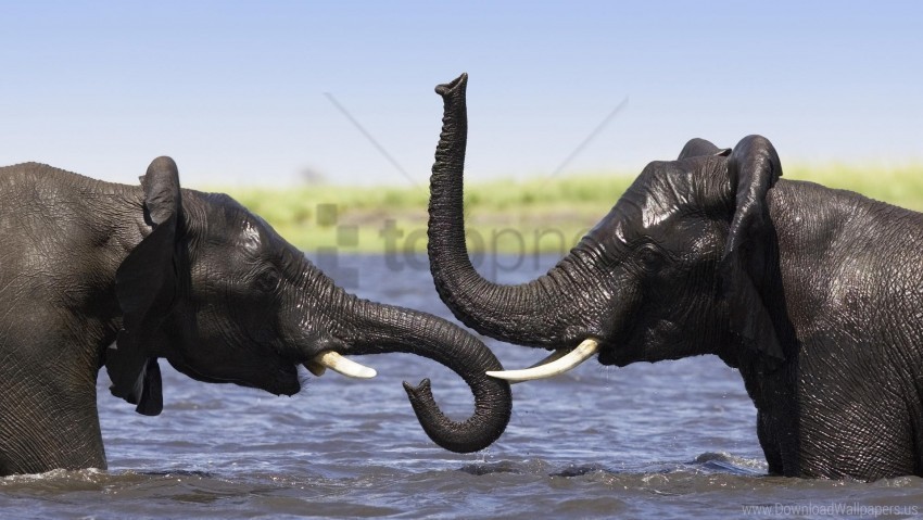 africa bathing elephants splashing trunks wallpaper Clear PNG pictures free