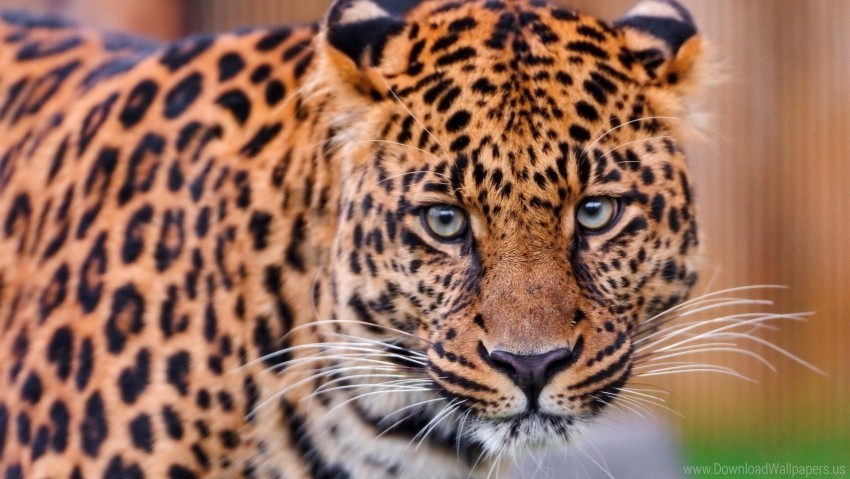 aggression big cat face leopard wallpaper PNG graphics with alpha transparency broad collection