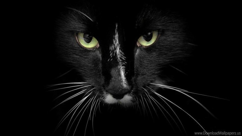 aggression cat dark eyes face wallpaper Transparent PNG images bulk package