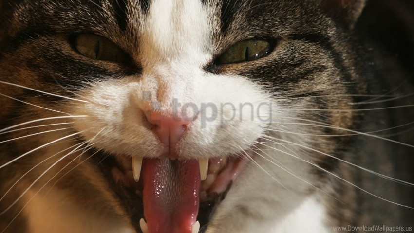 aggression cat face fangs teeth wallpaper Isolated Graphic on Clear Background PNG