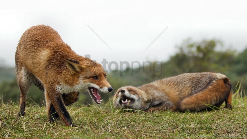 aggression couple fighting fox grass wallpaper Isolated Artwork on Clear Background PNG