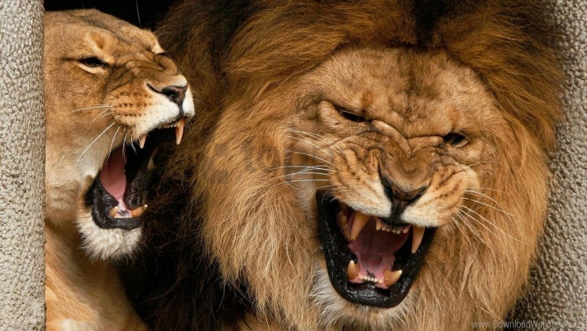 aggression couple lion lioness teeth wallpaper Free download PNG images with alpha channel