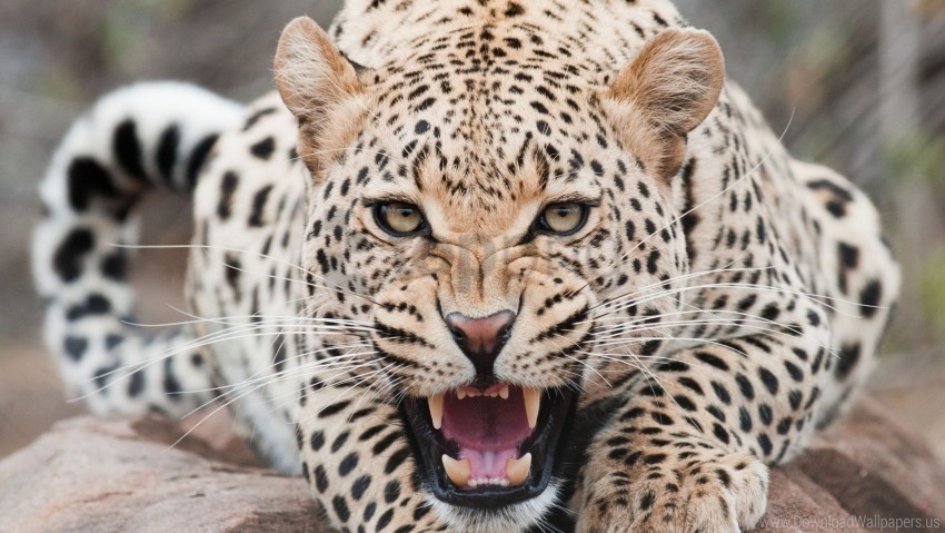 aggression face leopard predator teeth wallpaper PNG for personal use