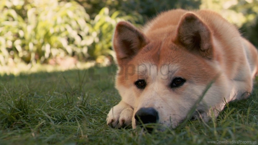 akita inu dog down grass hachiko sad wallpaper Free PNG images with alpha transparency compilation