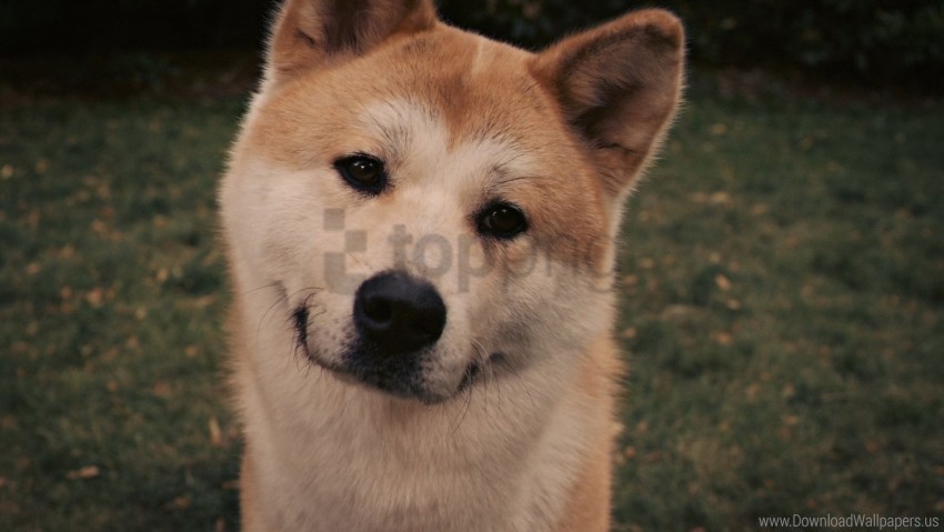 akita inu dog eyes face grass hachiko wallpaper PNG Image with Clear Isolation