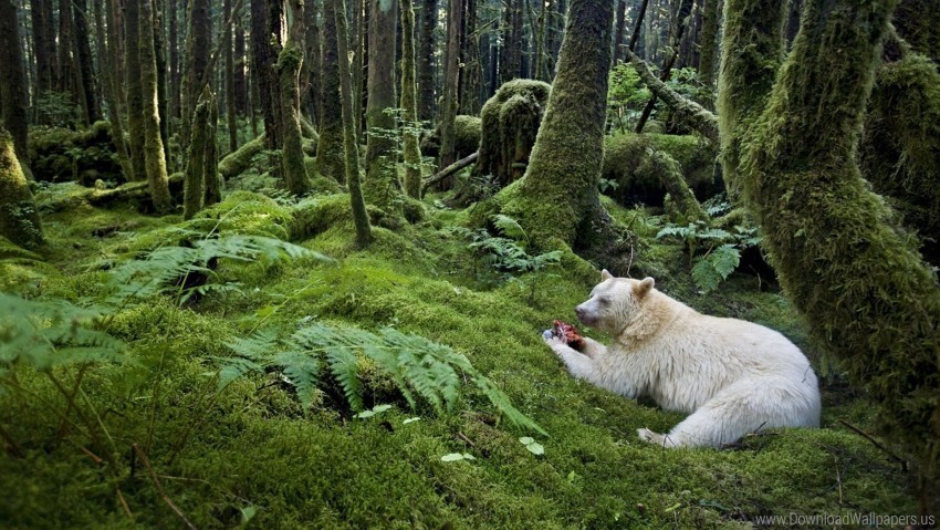 albino bear forest meal wallpaper PNG for overlays