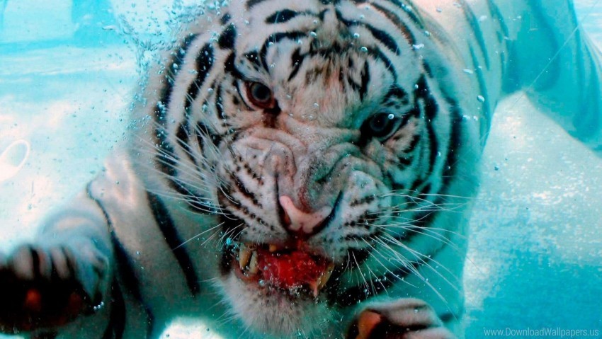 Albino Big Cat Blood Face Teeth Tiger Wallpaper PNG For Presentations