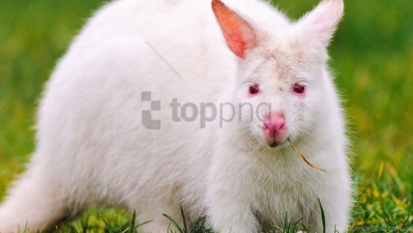 albino blade eyes grass kangaroo wallpaper Clear PNG image