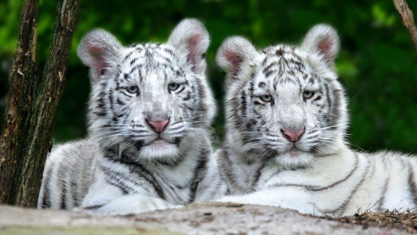 albino couple lie predator striped tigers wallpaper PNG artwork with transparency