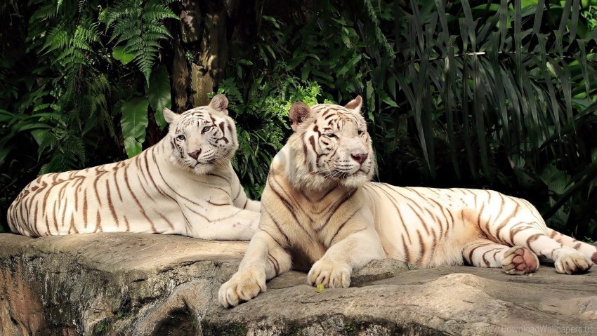 albino down predators tiger trees wallpaper Transparent PNG Isolated Item