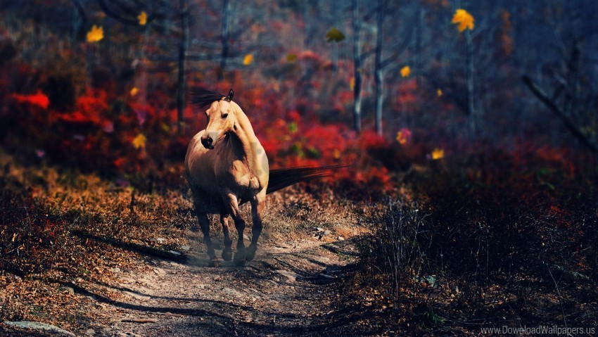 alone horse wallpaper PNG Image with Isolated Element