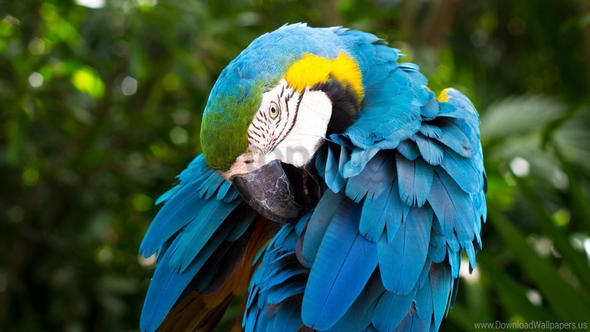 and blue macaw yellow wallpaper PNG graphics for free