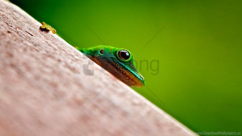 android frog gionee stock wallpaper PNG Image Isolated with Transparency