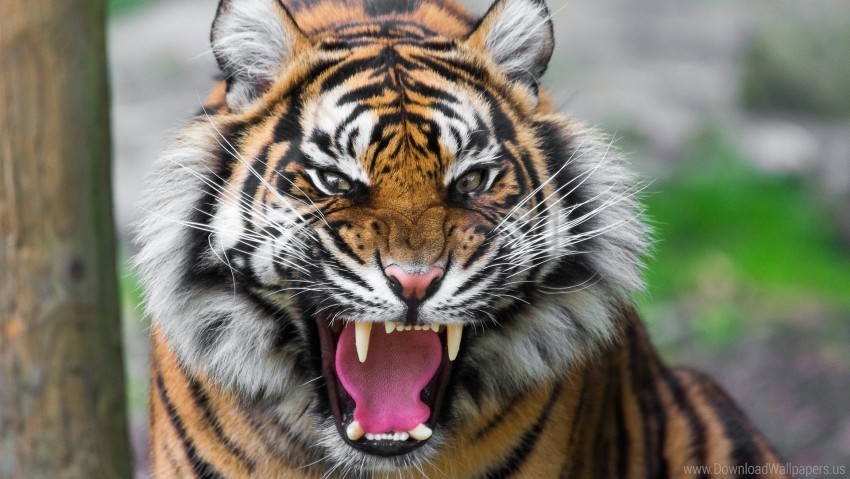 anger big cat face teeth tiger wallpaper High-resolution transparent PNG images comprehensive assortment