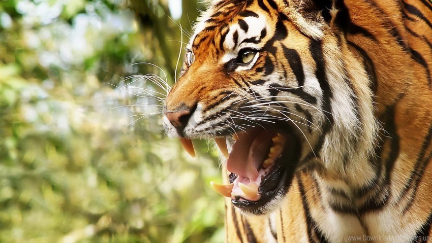 anger big cat face teeth tiger wallpaper Clear PNG pictures compilation