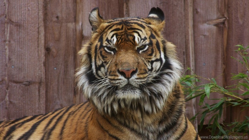 anger big cat face tiger wallpaper PNG images free download transparent background