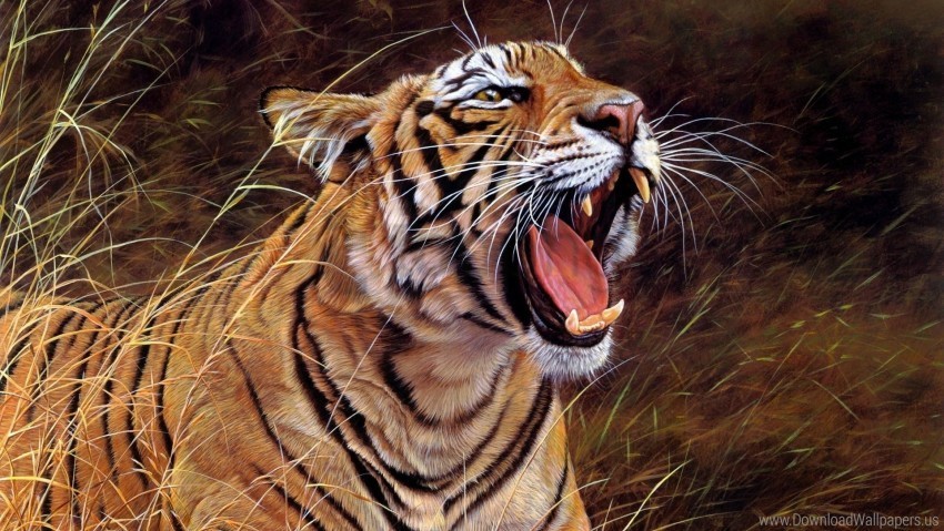 anger big cat striped teeth tiger wallpaper Isolated Subject with Transparent PNG