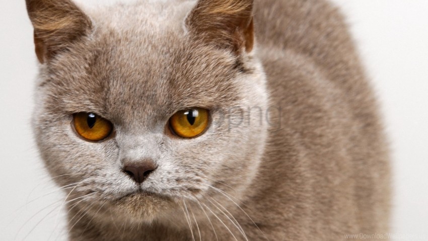 anger face kitten look wallpaper Transparent PNG graphics archive