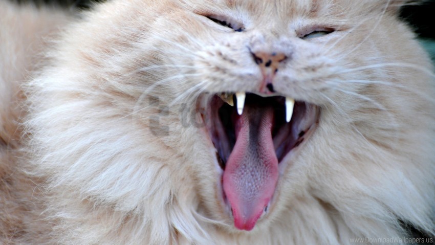 angry cat face furry yawn wallpaper Clear PNG graphics free