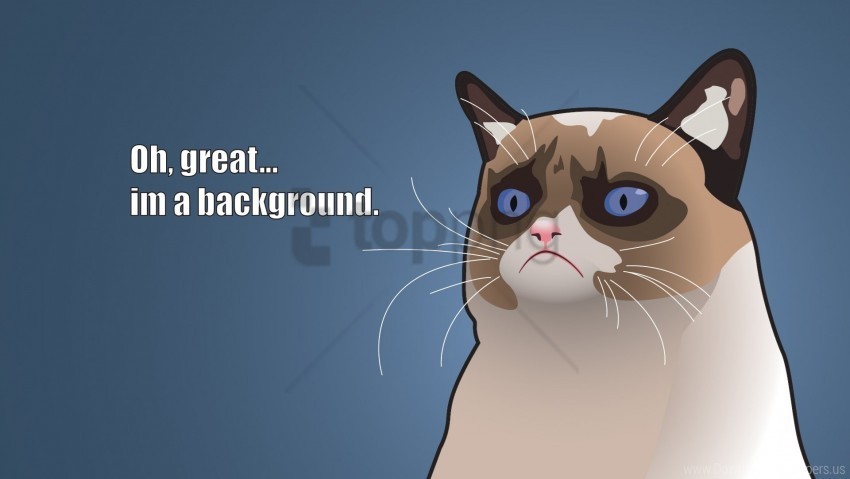 angry kitty art grumpy cat tardar sauce wallpaper PNG Illustration Isolated on Transparent Backdrop