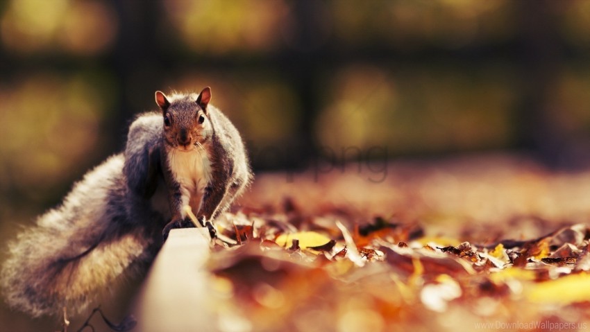 animal autumn leaves squirrel wallpaper PNG format with no background