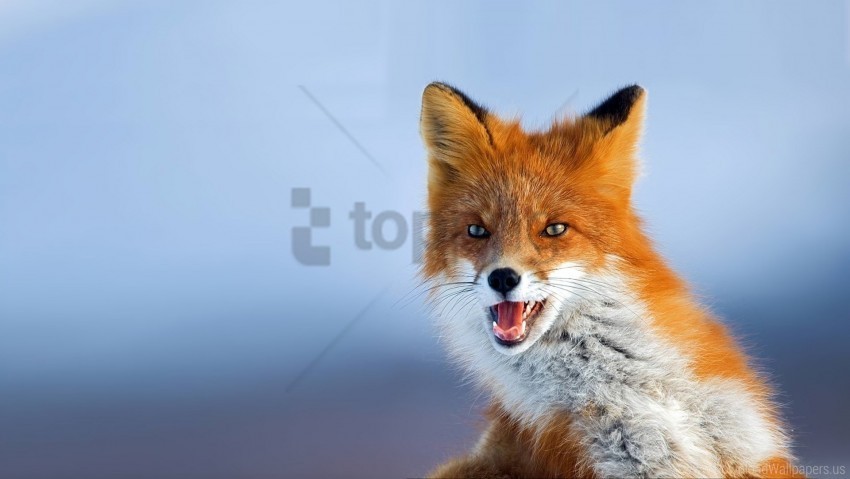 animal background eyes fox muzzle wallpaper PNG images for graphic design