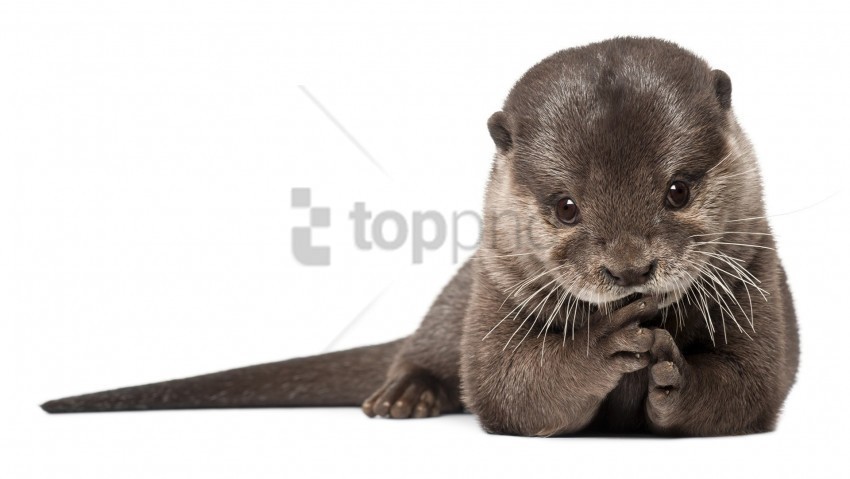 animal beautiful fur otter wool wallpaper Isolated Character in Transparent PNG Format